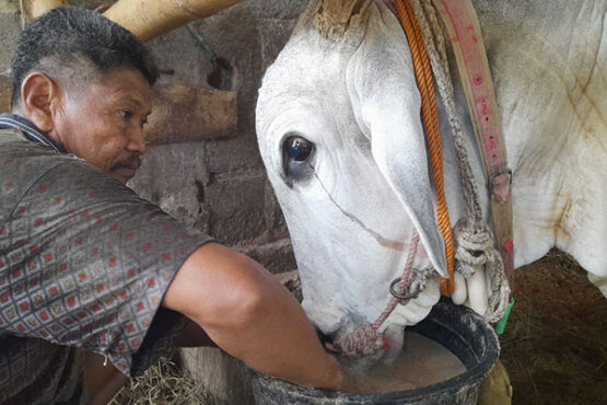Bumbo Sapi Harga Puluhan Juta, Ini Wujud Sapi Jumbo Milik Peternak di Boyolali ...