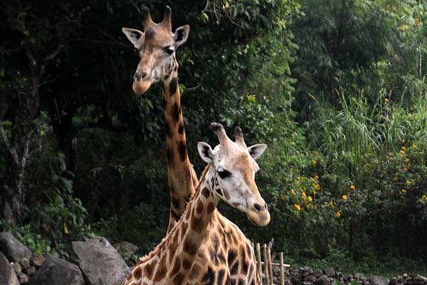 Yirtqichlar ayollarni sikishadi